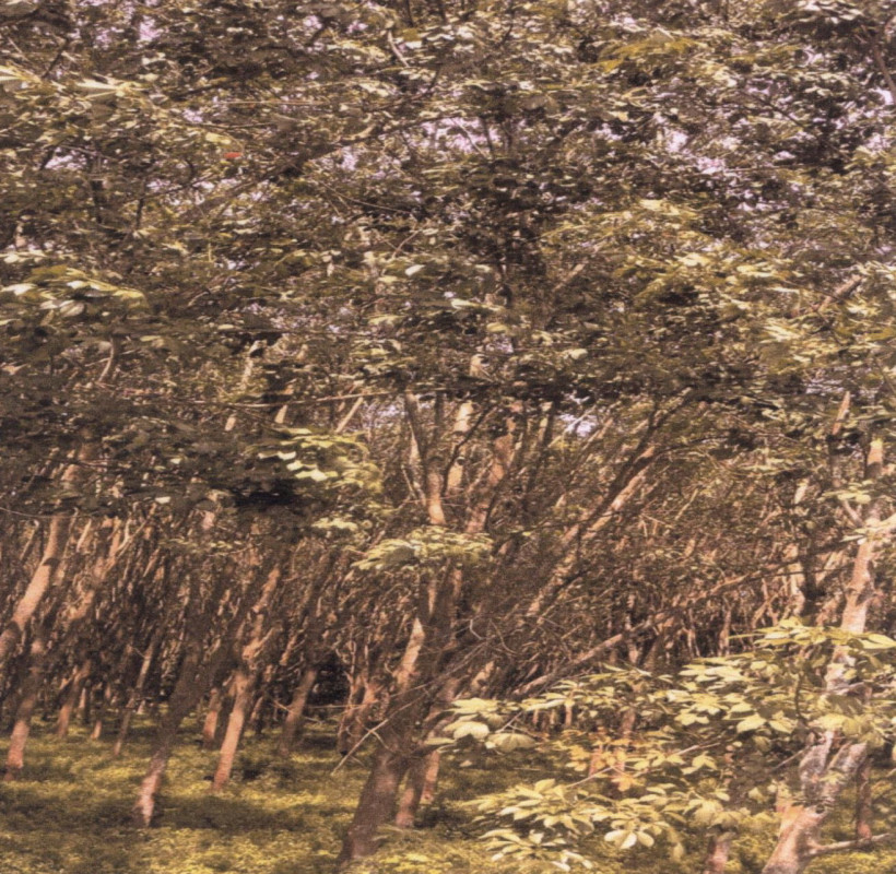 Residential land/lot Phatthalung Srinagarindra Chum Phon 65670
