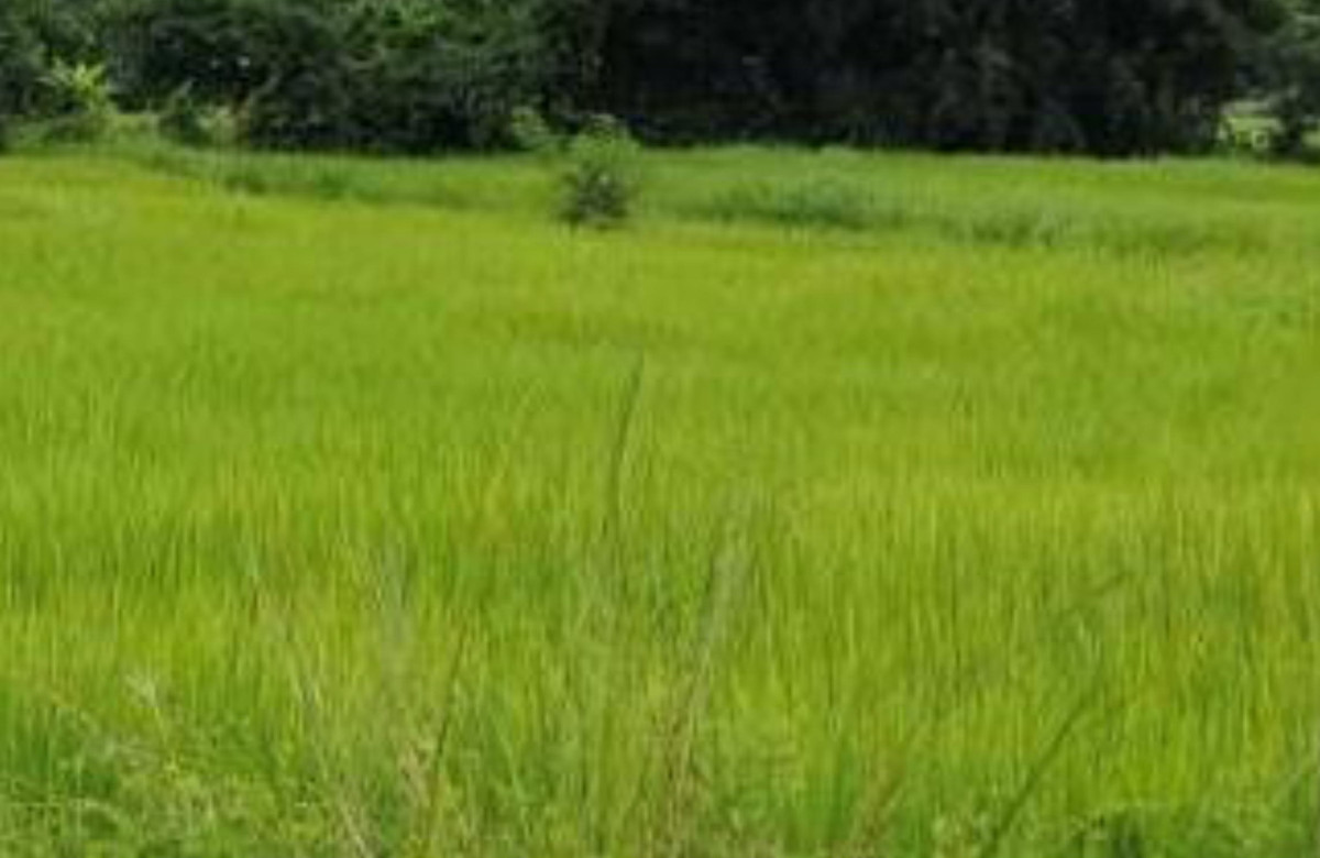 ที่ดินเปล่า มหาสารคาม กุดรัง หนองแวง 164000