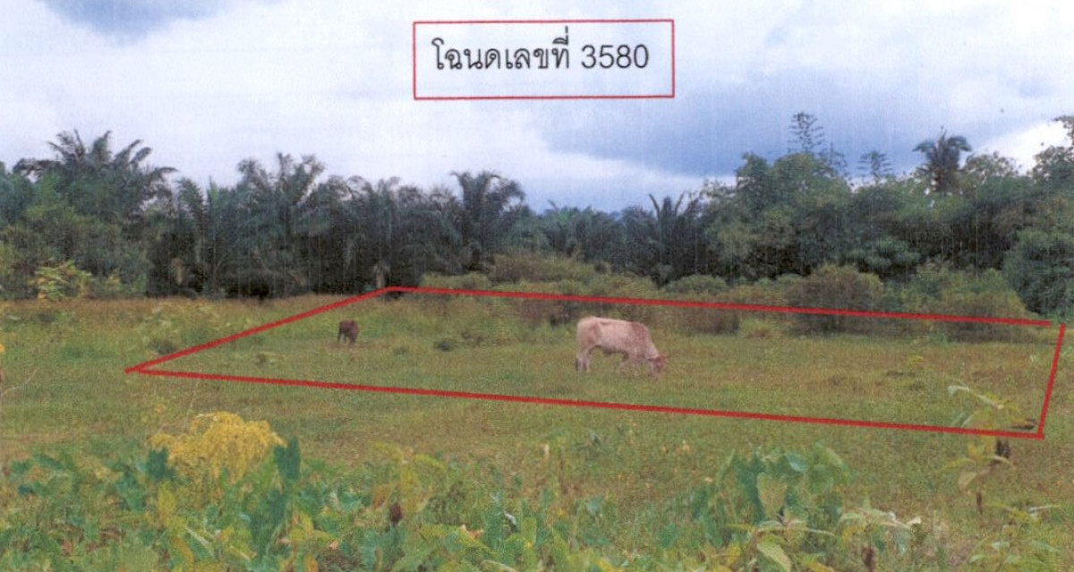 ที่ดินเปล่า สุราษฎร์ธานี เวียงสระ บ้านส้อง 52500