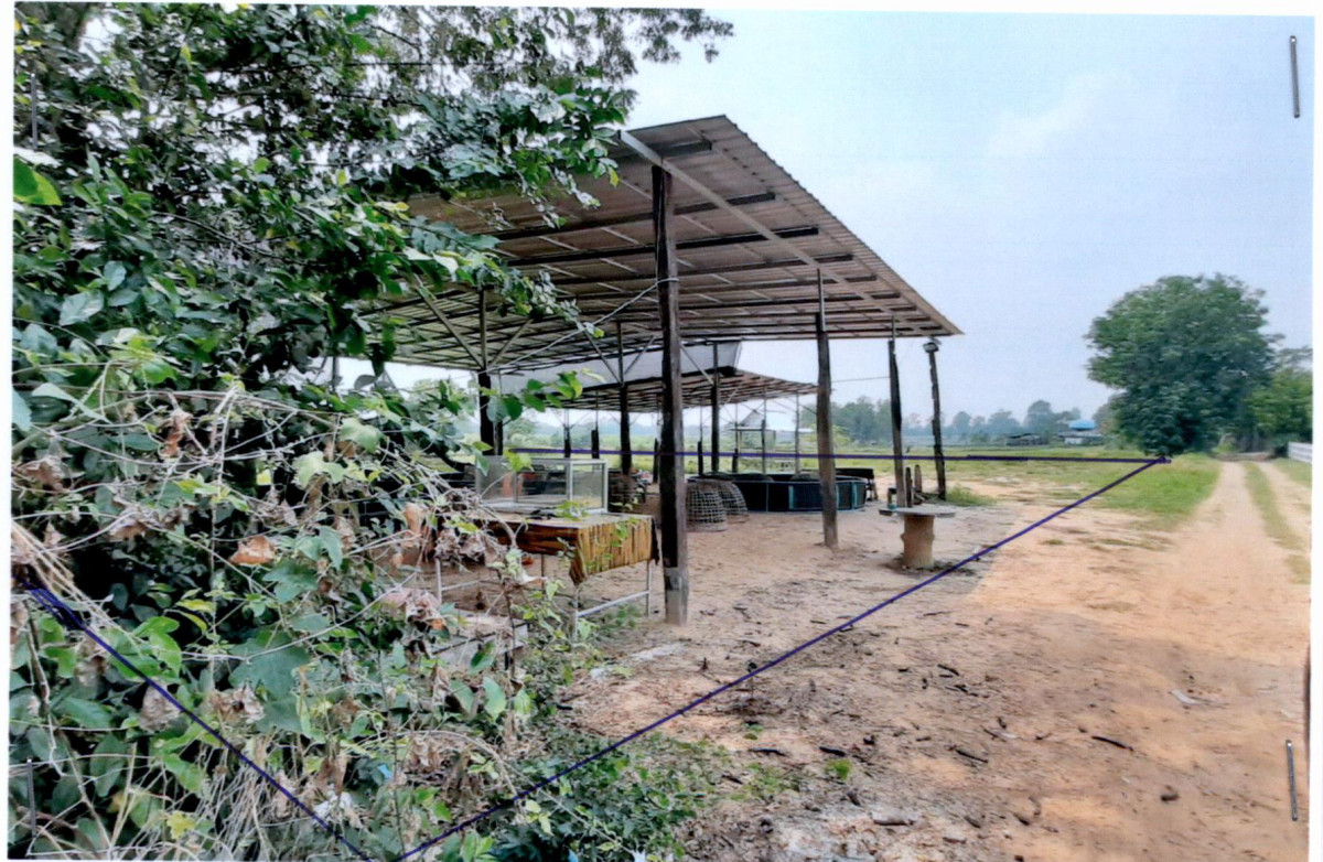 Single house Buri Ram Satuek Satuek 423390