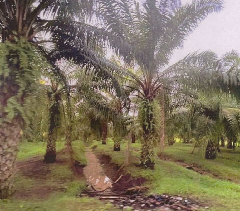 Residential land/lot Surat Thani Phunphin Maluan 720000