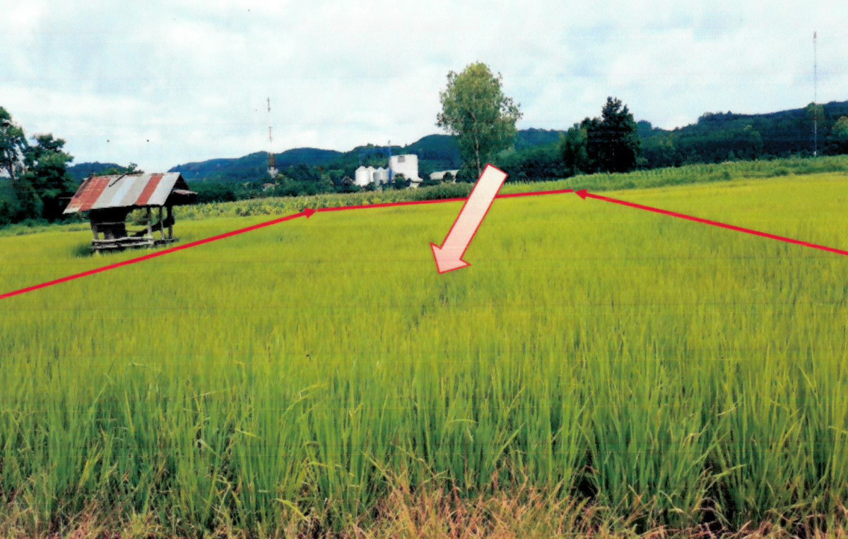 Residential land/lot Chiang Rai Thoeng Plong 116800