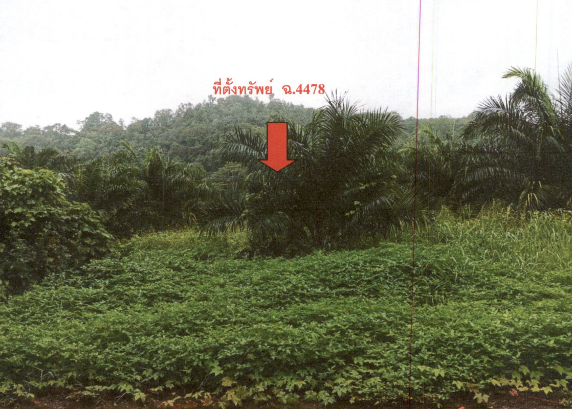 ที่ดินเปล่า สุราษฎร์ธานี คีรีรัฐนิคม บ้านยาง 1861600
