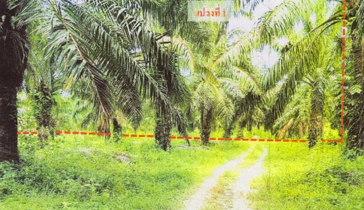ที่ดินเปล่า กระบี่ เกาะลันตา เกาะกลาง 3953880