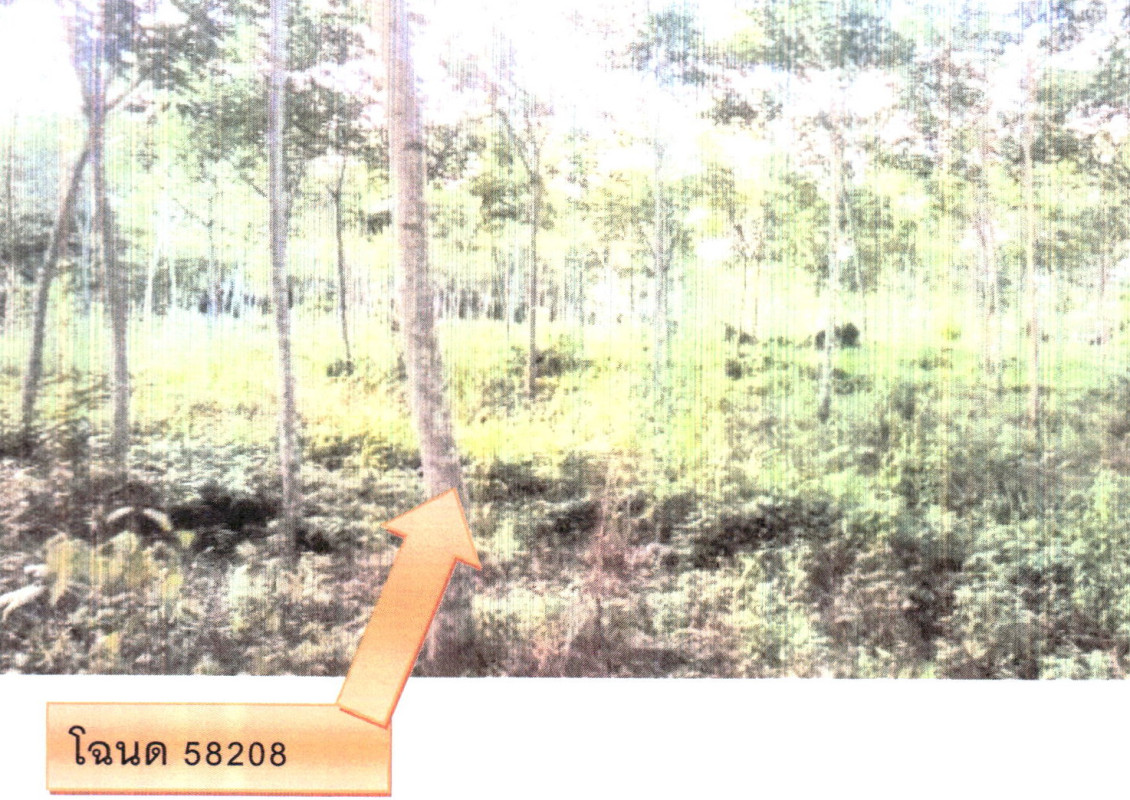 ที่ดินเปล่า สงขลา สะเดา ทุ่งหมอ 819260