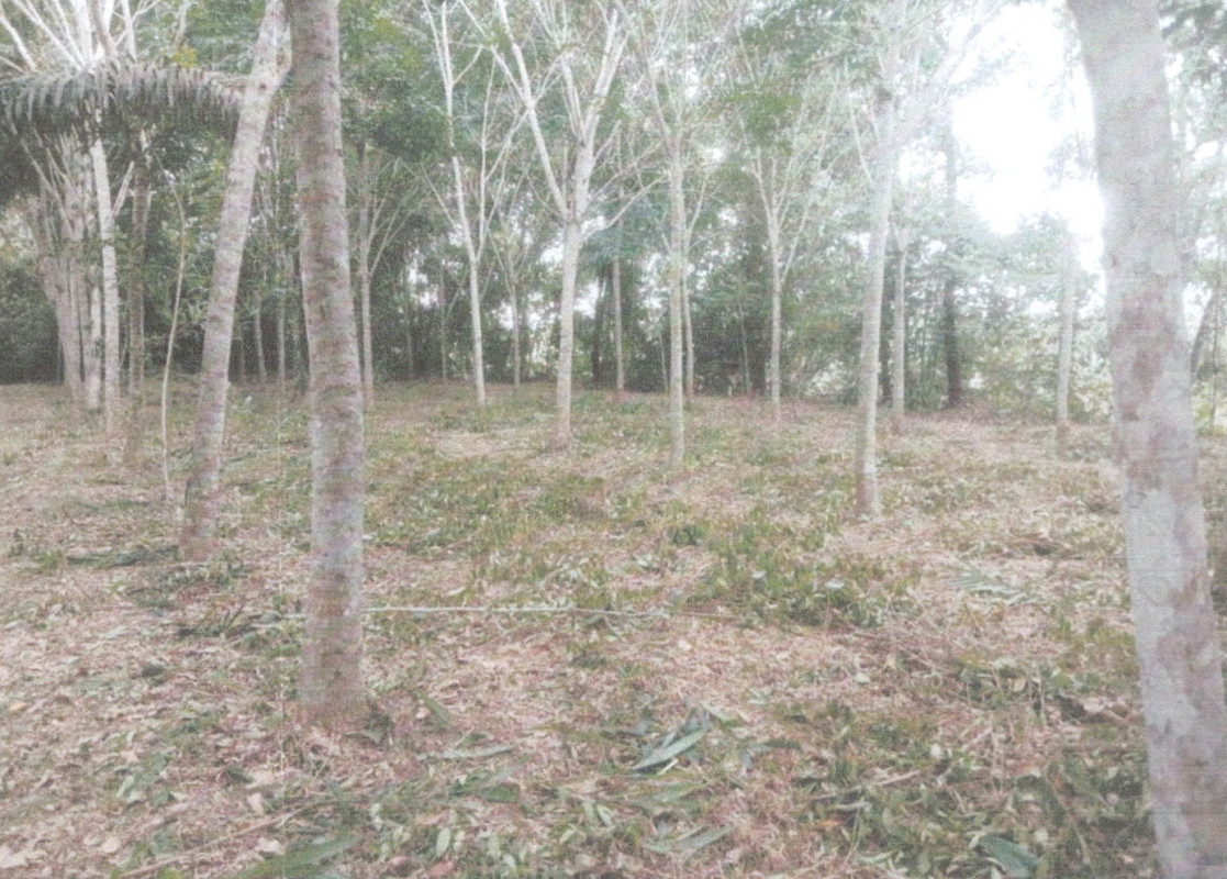 ที่ดินเปล่า พัทลุง เมืองพัทลุง ท่าแค 107120