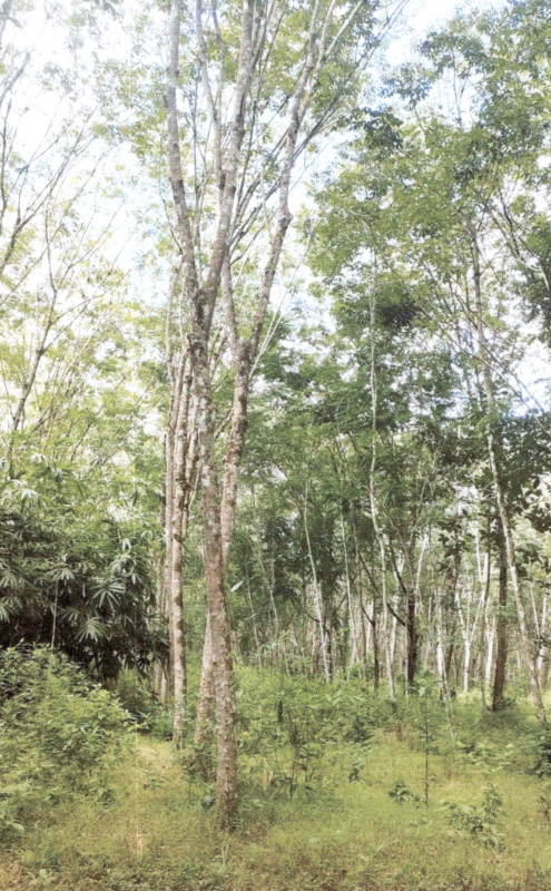 Residential land/lot Phatthalung Khao Chaison Khok Muang 198240