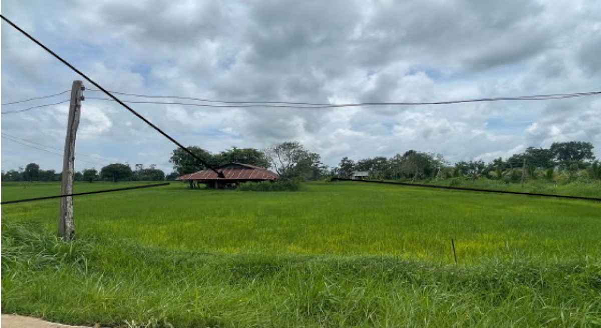 บ้านเดี่ยว อุบลราชธานี พิบูลมังสาหาร บ้านแขม 432640