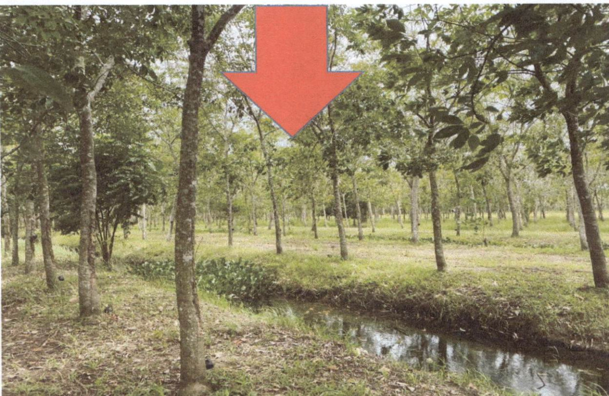 Residential land/lot Phatthalung Pak Phayun Don Pradu 523143
