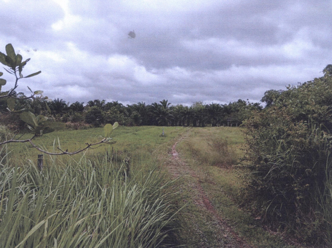 Residential land/lot Phatthalung Pa Bon Thung Nari 1173233