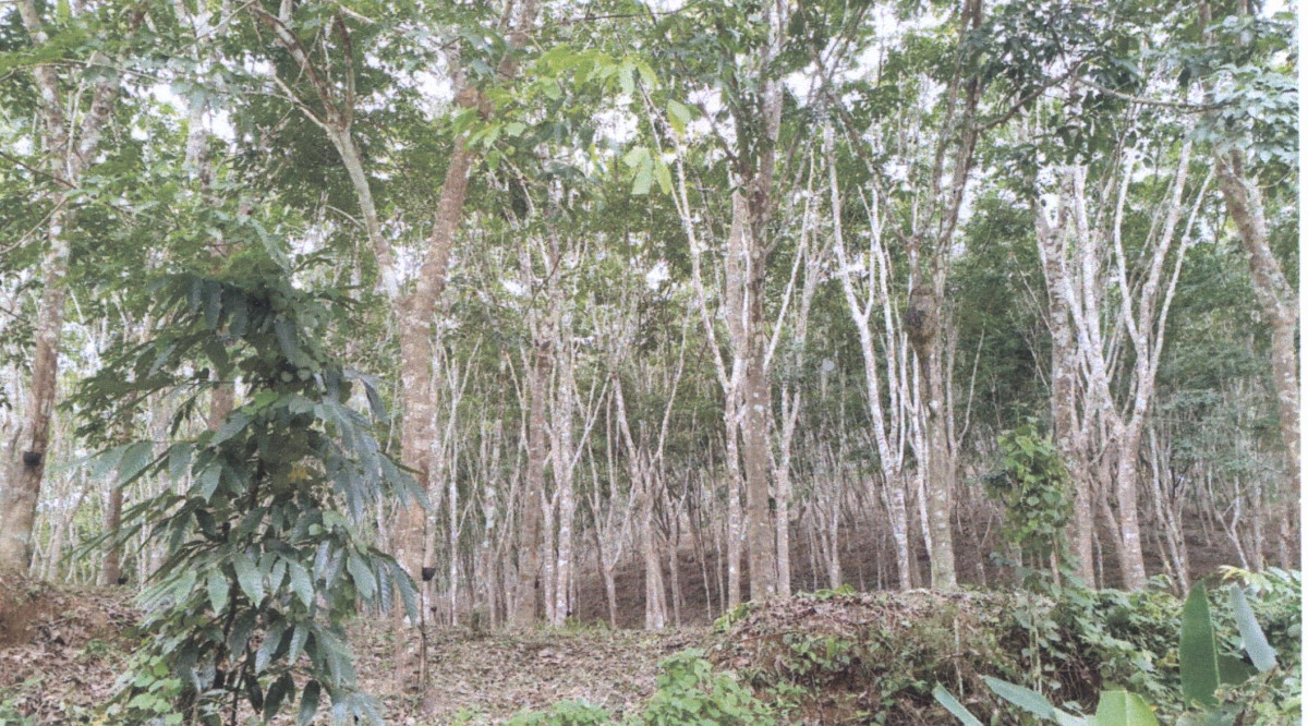 Residential land/lot Songkhla Na Thawi Na Thawi 670000