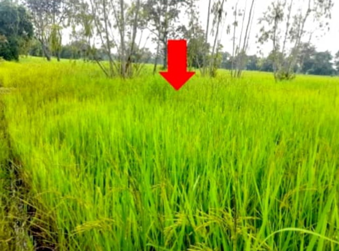 ที่ดินเปล่า อุบลราชธานี สำโรง โคกก่อง 249600