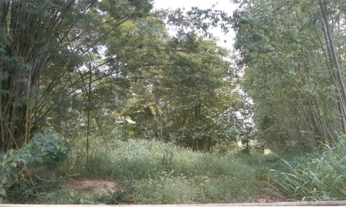 ที่ดินเปล่า กาฬสินธุ์ สมเด็จ หมูม่น 66500