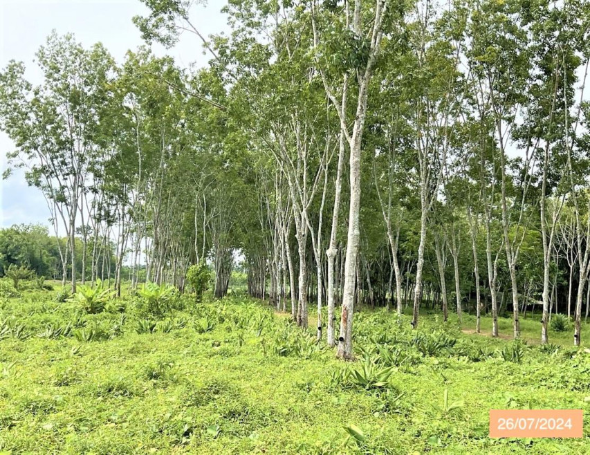 ที่ดินเปล่า ที่ดิน ตรัง ตรัง ห้วยยอด หนองช้างแล่น 3227000