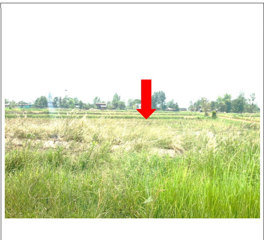 ที่ดินเปล่า อุบลราชธานี พิบูลมังสาหาร หนองบัวฮี 384000