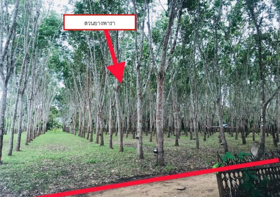 ที่ดินเปล่า กาญจนบุรี ทองผาภูมิ ลิ่นถิ่น 711420