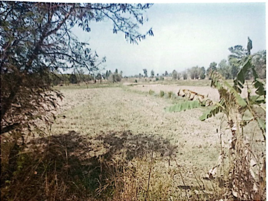 ที่ดินเปล่า กาฬสินธุ์ หนองกุงศรี หนองบัว 386600