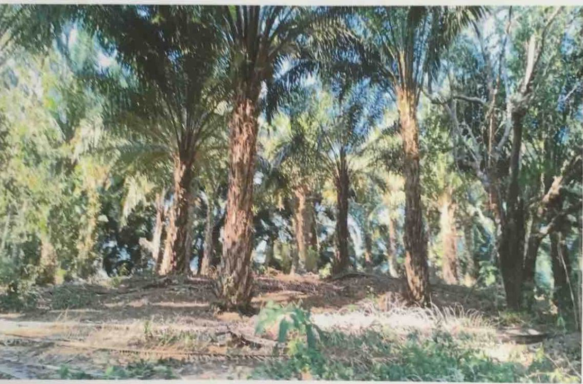 ที่ดินเปล่า ระนอง ละอุ่น ละอุ่นใต้ 586000