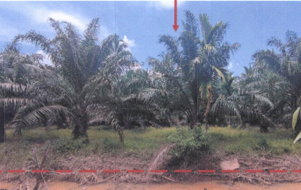 ที่ดินเปล่า ชุมพร ทุ่งตะโก ช่องไม้แก้ว 855800