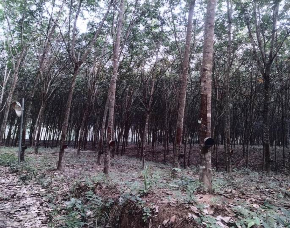 ที่ดินเปล่า สงขลา จะนะ น้ำขาว 1032000