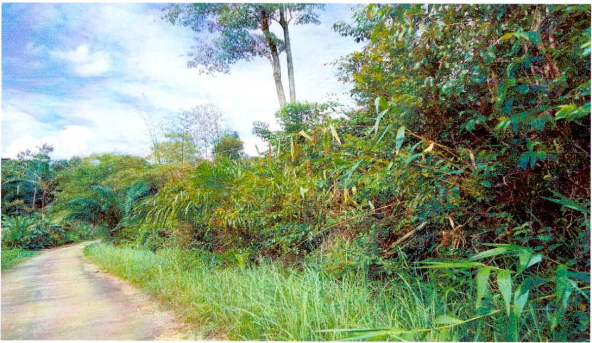 ที่ดินเปล่า ระนอง ละอุ่น ละอุ่นใต้ 156450