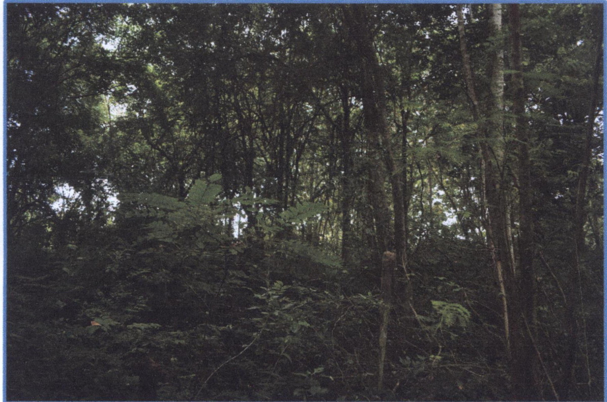 Residential land/lot Lampang Thoen Lom Raet 116900