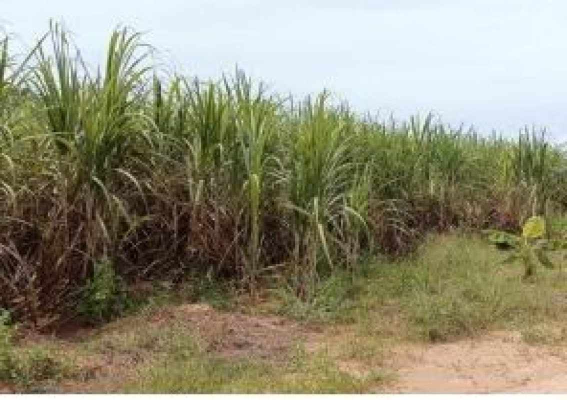 ที่ดินเปล่า กาฬสินธุ์ หนองกุงศรี หนองสรวง 310000