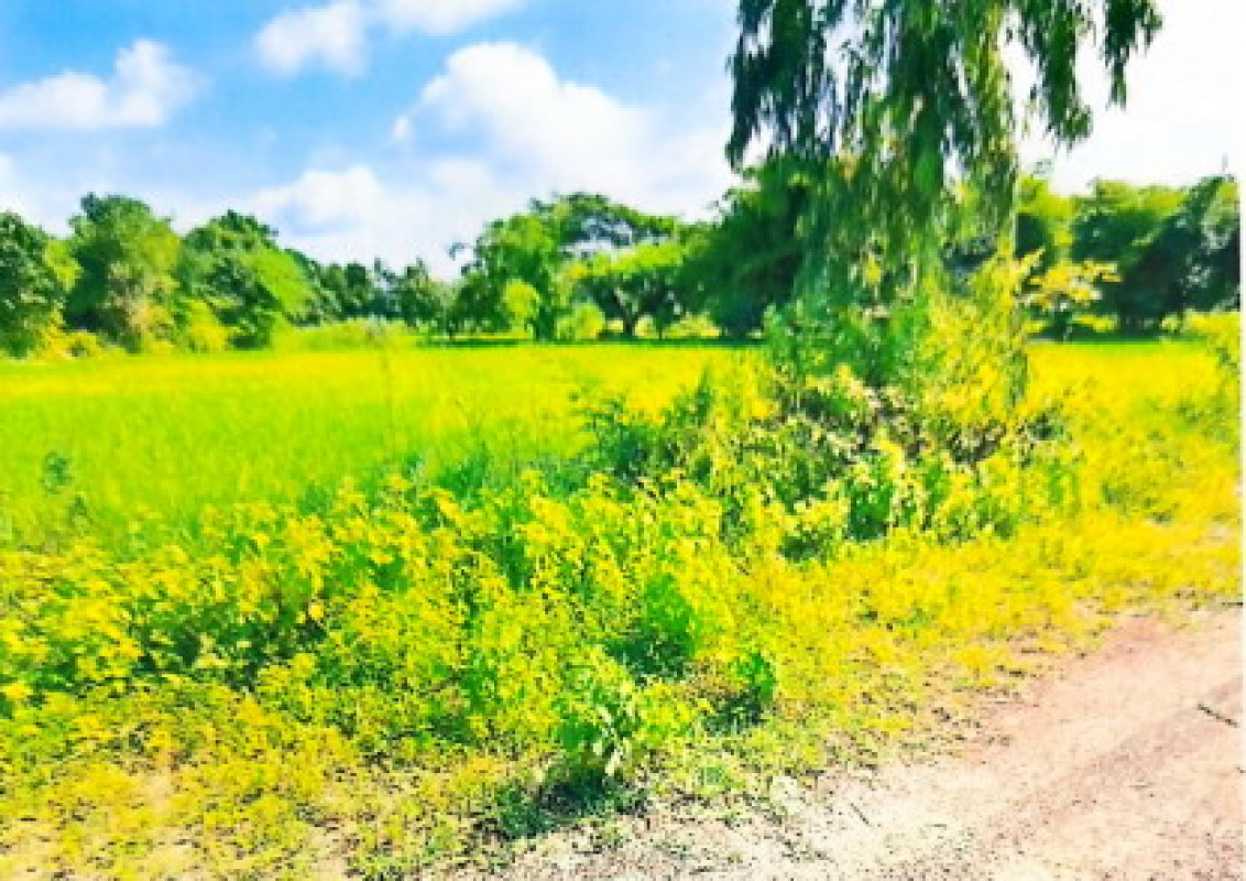 ที่ดินเปล่า อุบลราชธานี ตาลสุม นาคาย 70525