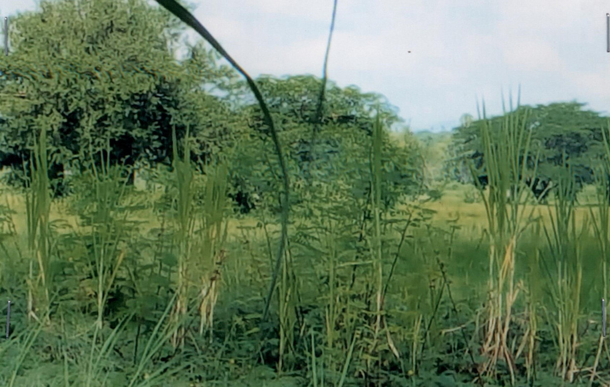 Residential land/lot Lampang Ko Kha Tha Pha 192000