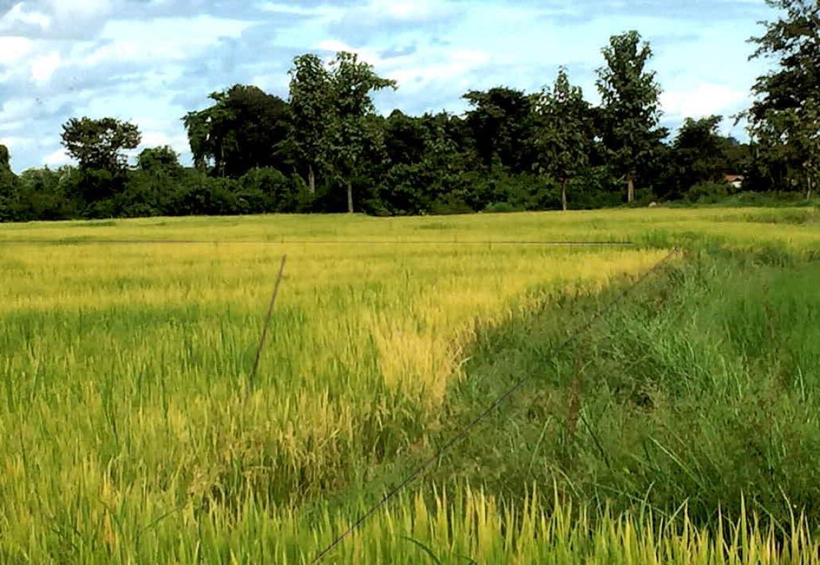 ที่ดินเปล่า ลำปาง ห้างฉัตร แม่สัน 17500