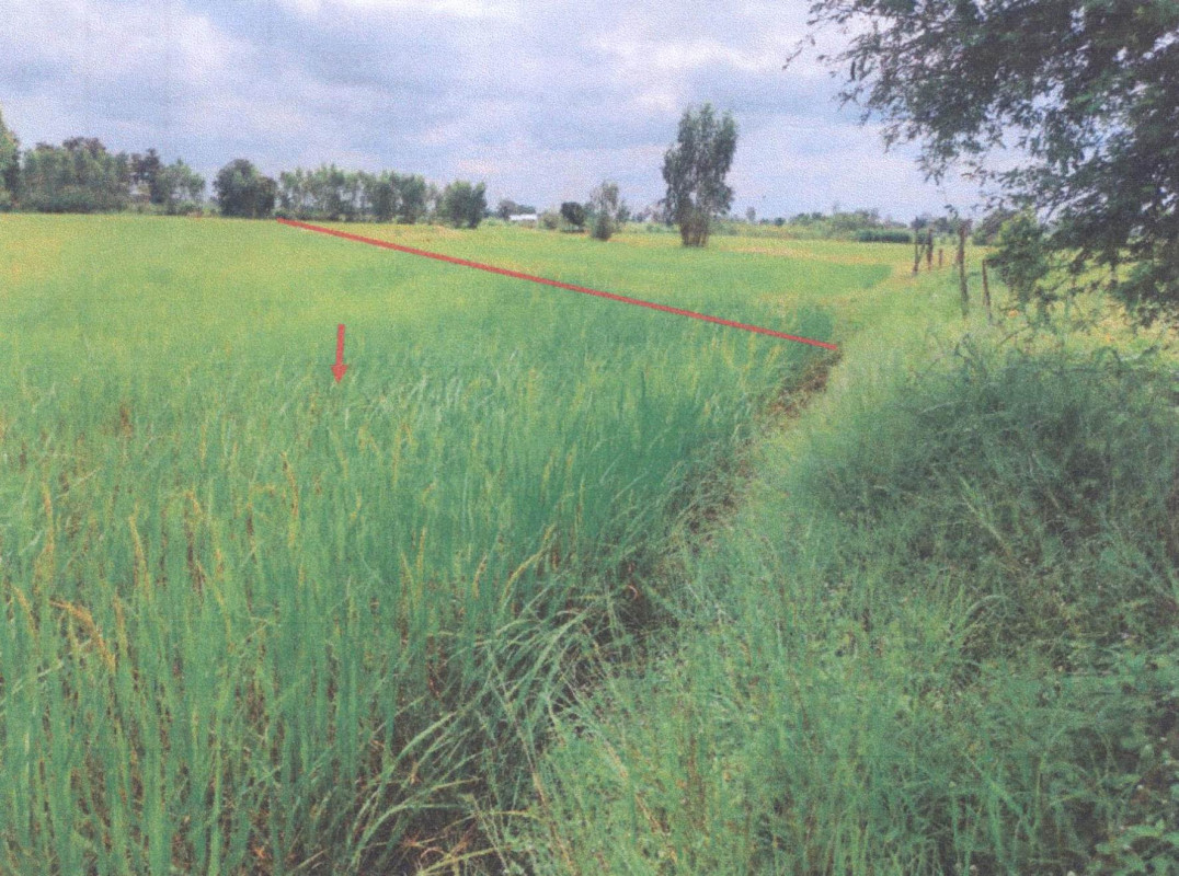 Residential land/lot Surin Tha Tum Tha Tum 118820