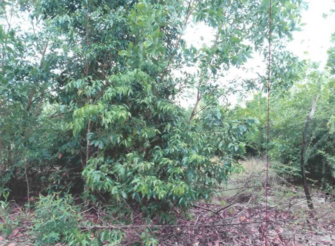 ที่ดินเปล่า นราธิวาส เมืองนราธิวาส โคกเคียน 45000