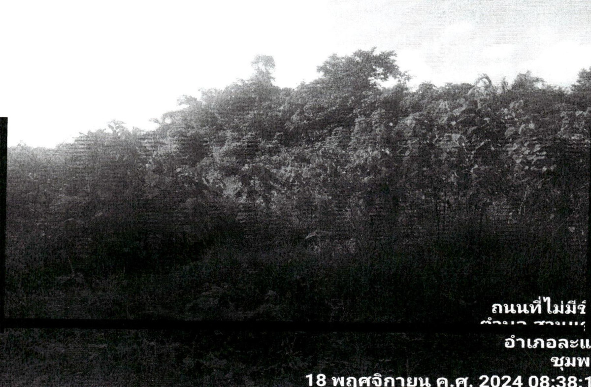 ที่ดินเปล่า ชุมพร ละแม สวนแตง 291250