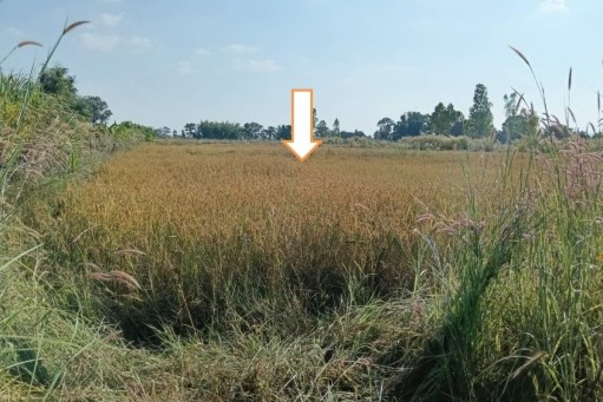 ที่ดินเปล่า กาฬสินธุ์ นาคู บ่อแก้ว 141400