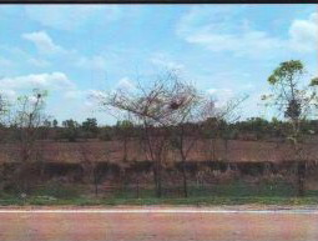 ที่ดินเปล่า สกลนคร วานรนิวาส นาซอ 1568820