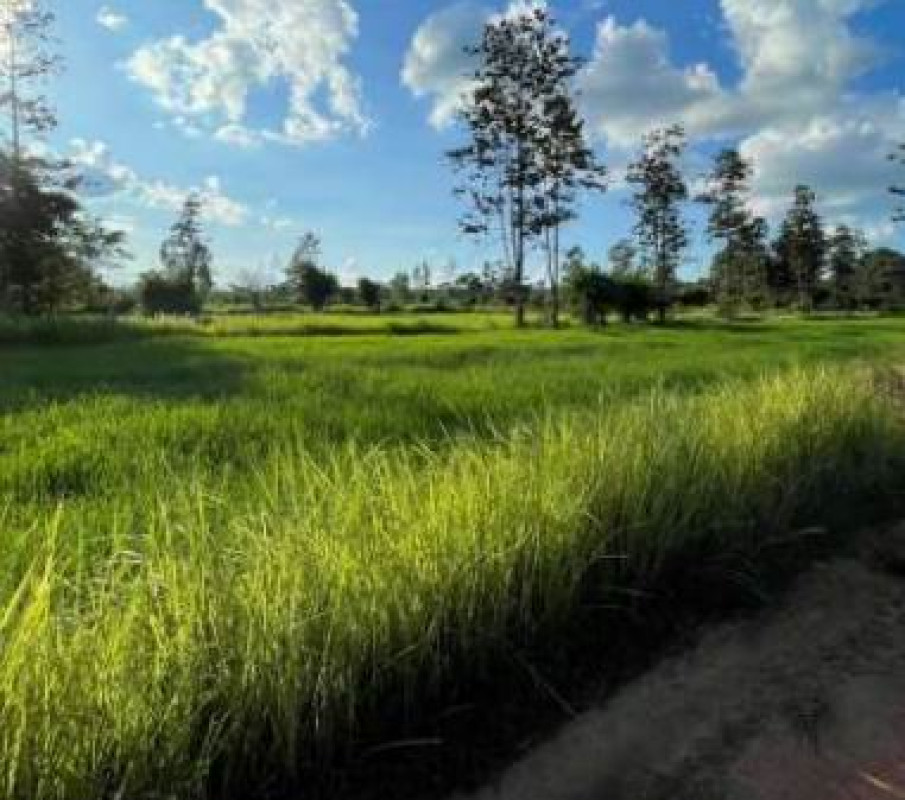 ที่ดินเปล่า อุบลราชธานี กุดข้าวปุ้น โนนสวาง 821405