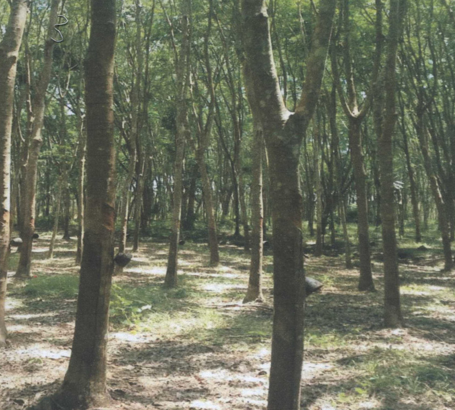 Residential land/lot Nakhon Si Thammarat Thung Yai Thung Yai 800000