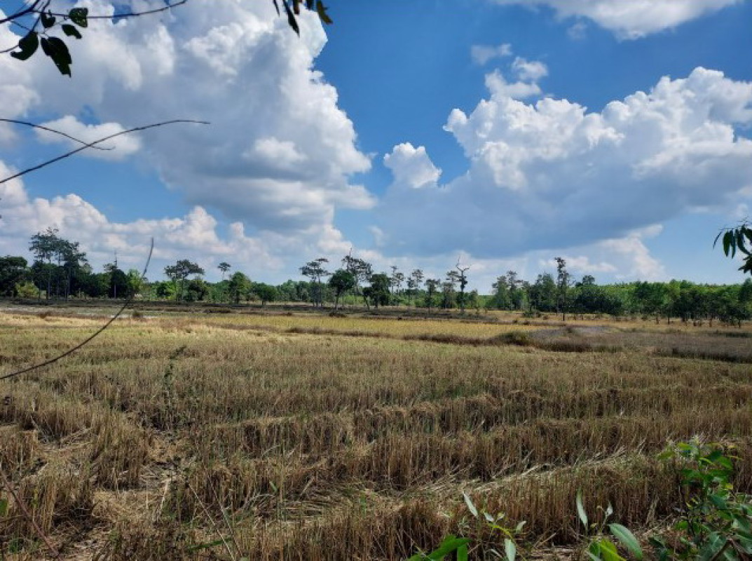 ที่ดินเปล่า สกลนคร บ้านม่วง ดงเหนือ 1375140