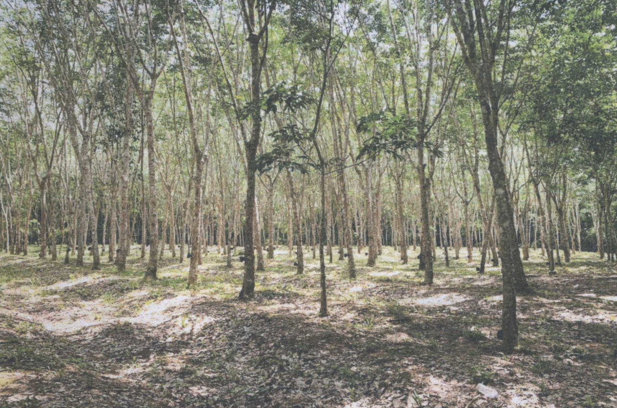 ที่ดินเปล่า นครศรีธรรมราช บางขัน วังหิน 857750