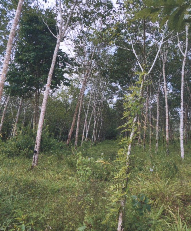 Residential land/lot Songkhla Sadao Thung Mo 547412
