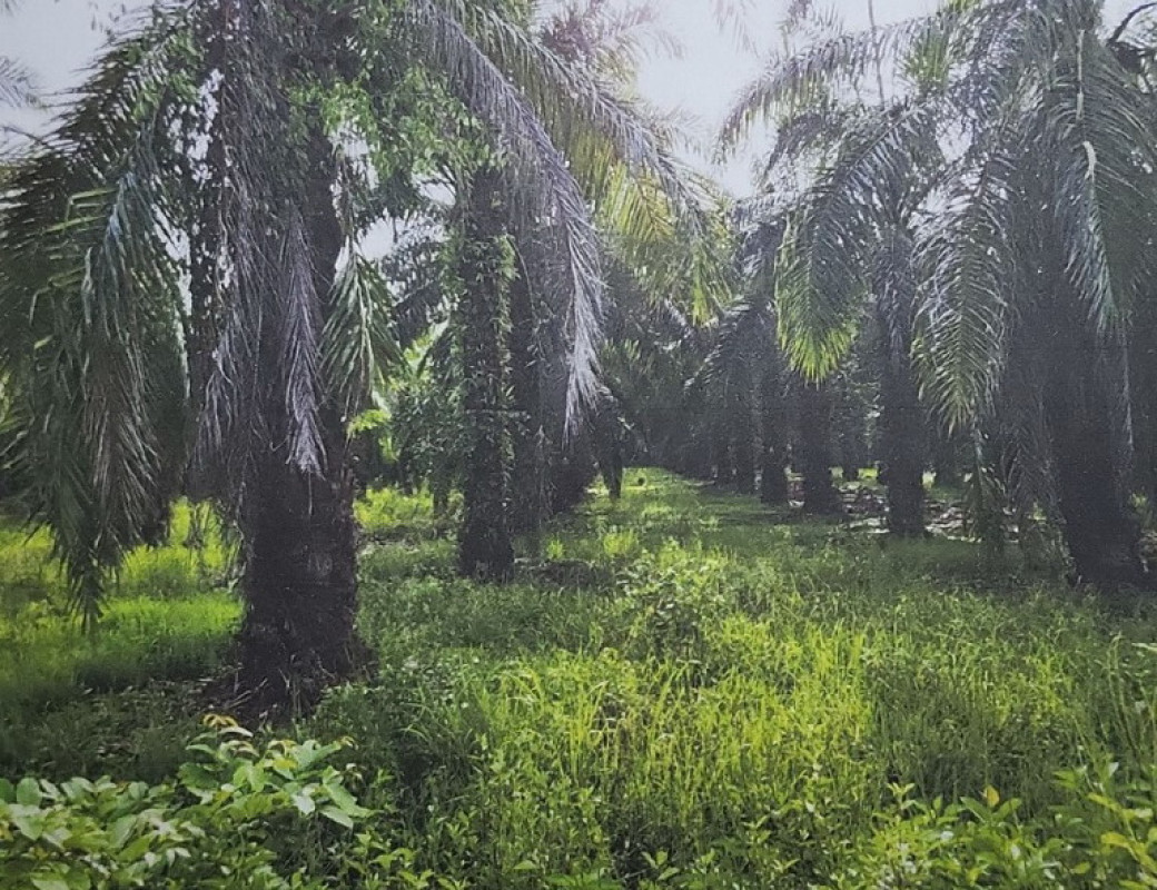 Residential land/lot Nakhon Si Thammarat Chian Yai Mae Chao Yu Hua 212025