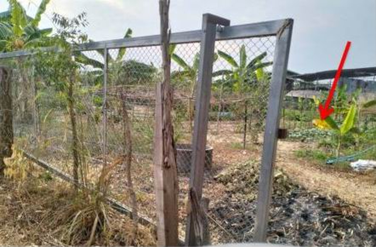 ที่ดินเปล่า มหาสารคาม บรบือ หนองม่วง 404845