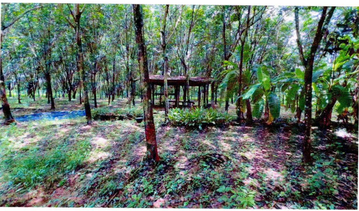 Single house Nong Khai Tha Bo Nong Nang 444660