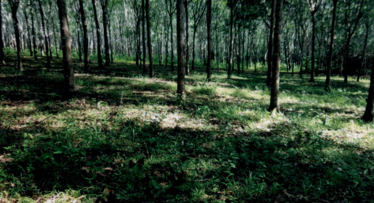 Residential land/lot Phatthalung Khao Chaison Khok Muang 465650