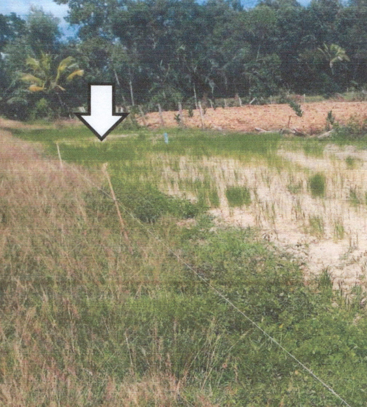 Residential land/lot Phatthalung Khuan Khanun Khuan Kha Nun 294000