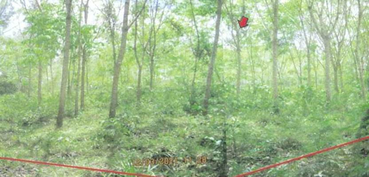 Residential land/lot Narathiwat Bacho Lubo Sawo 218400