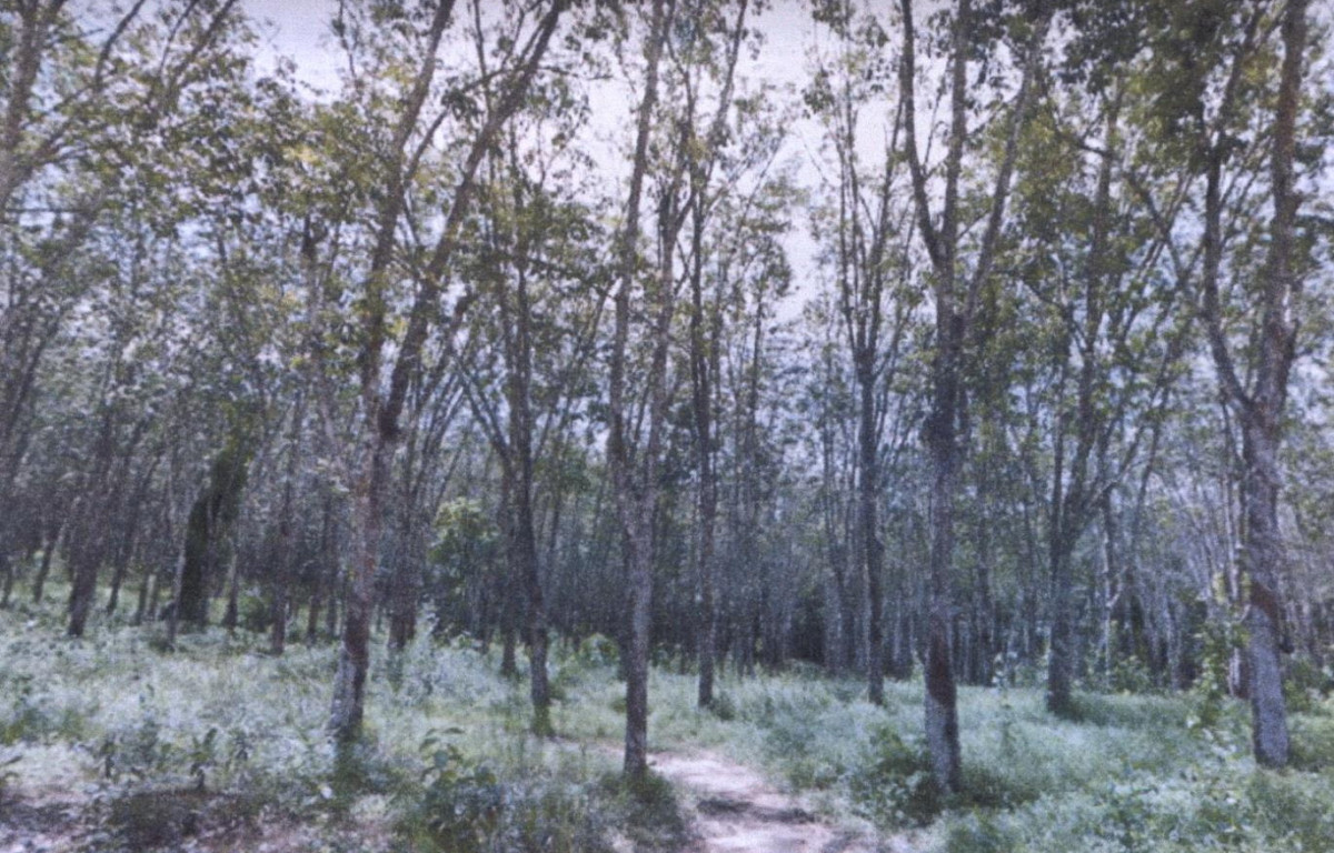 Residential land/lot Songkhla Saba Yoi Pian 140550