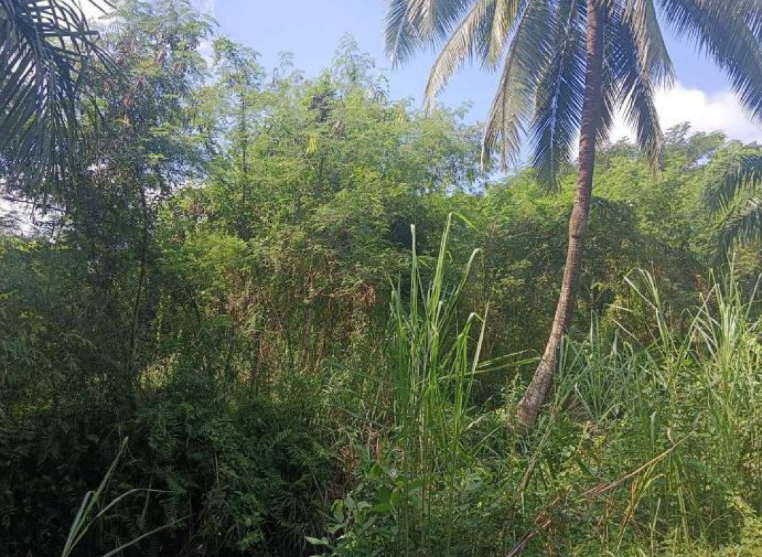 Residential land/lot Nakhon Si Thammarat Mueang Nakhon Si Thammarat Tha Ruea 450000