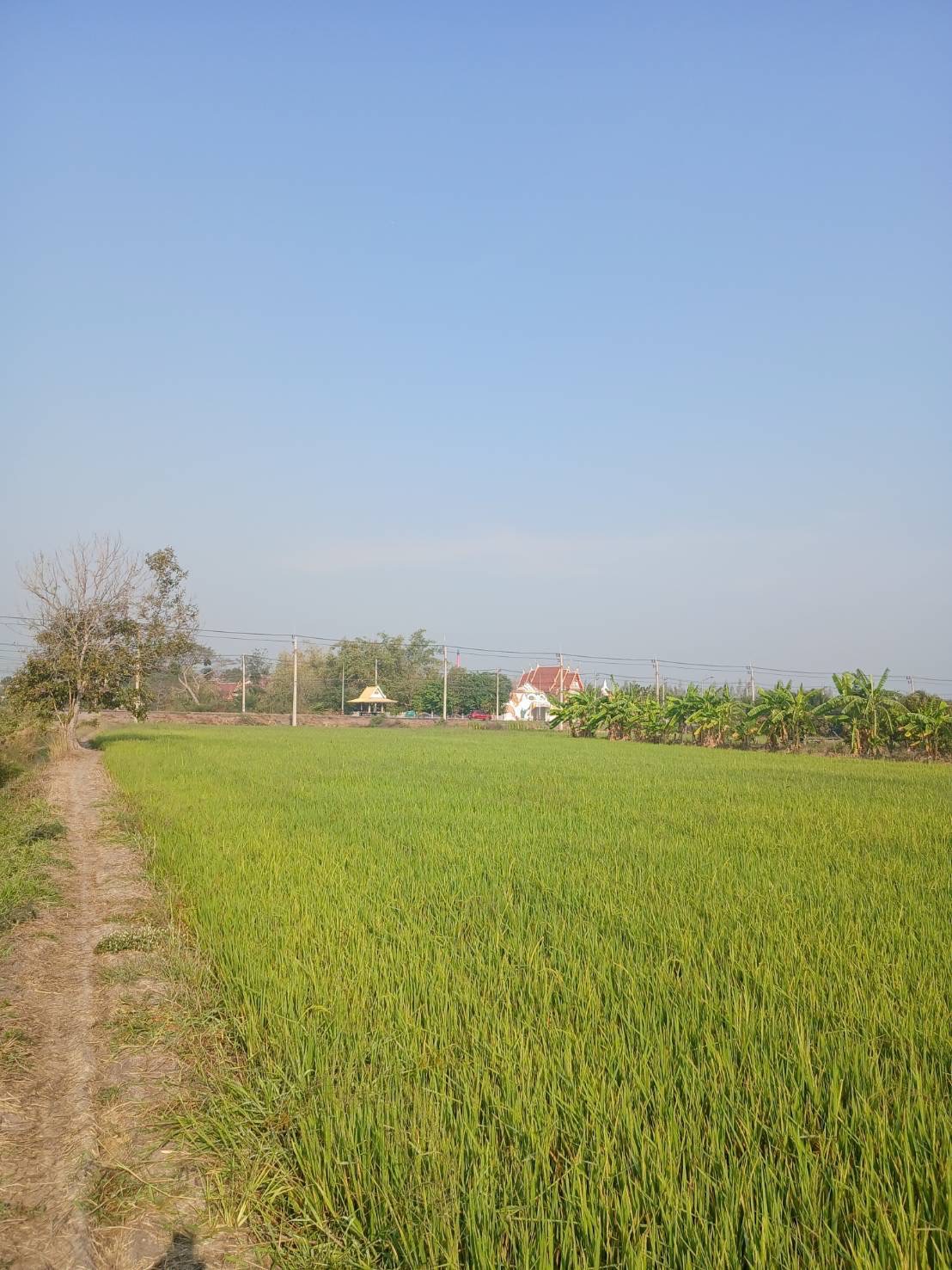 ที่ดินเปล่า ลพบุรี บ้านหมี่ บางพึ่ง 6000000