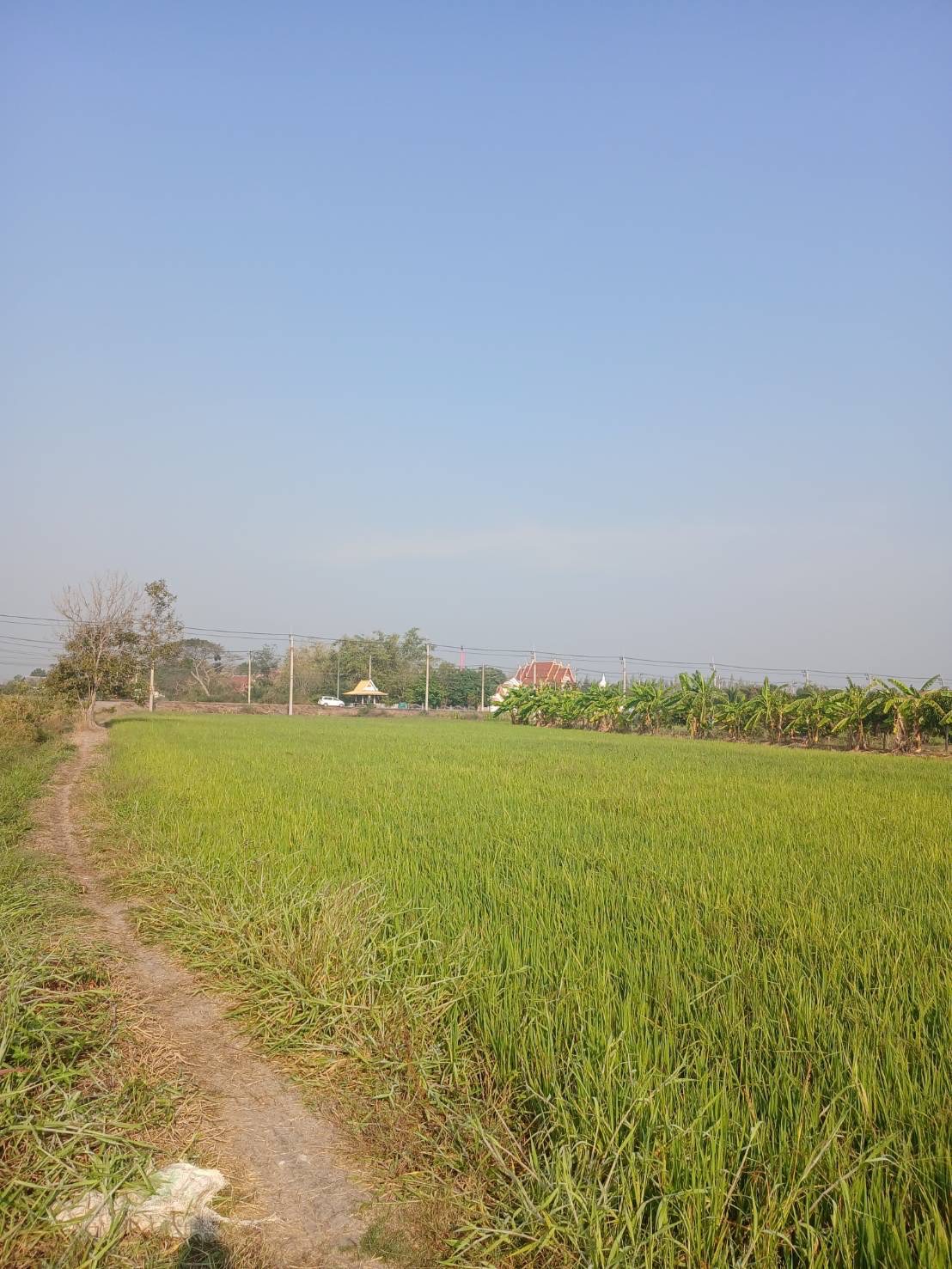 ที่ดินเปล่า ลพบุรี บ้านหมี่ บางพึ่ง 6000000